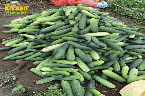 आइए जानते हैं कि लॉकडाउन के दौरान युवाओं ने खीरे की किस्म आलमगीर -180 की खेती को कैसे अपनाया